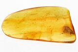 Detailed Fossil Caddisfly (Trichoptera) In Baltic Amber #310921-2